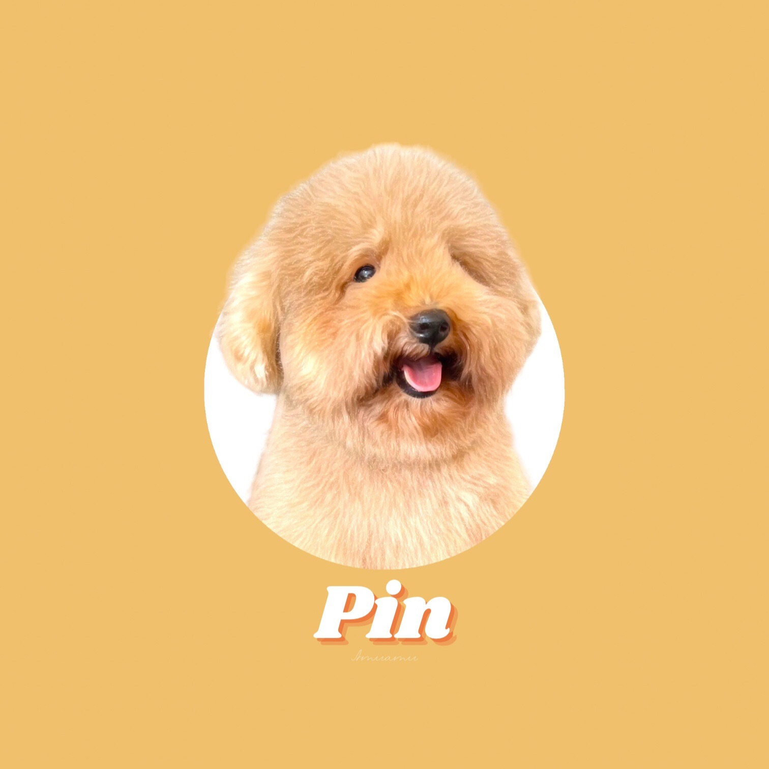 ピンちゃんの画像